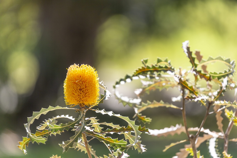 close-up, sprout, plant part, flower head, softness, freshness, pollen, animal, apidae, thistle, flowering plant, daisy, springtime, plant, botany, sunflower