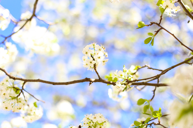 spring, outdoors, insect, flower head, bumblebee, bee, invertebrate, plant, focus on foreground, growth, tree, sprout, no people, vulnerability, cherry tree