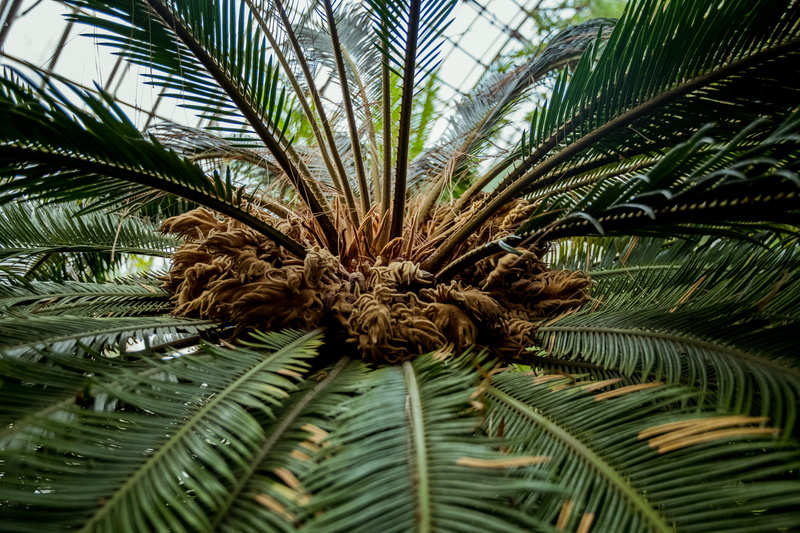 no people, focus on foreground, close-up, green, growth, abies, backgrounds, full frame, tropical climate, nature, fir, mimosa, outdoors, animal, green color