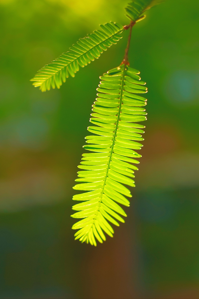 grass, fern, sprout, 5K, kiwi bird, focus on foreground, tranquility, no people, green, fragility, day, flower, plant part, outdoors, leaf, leaves, green color