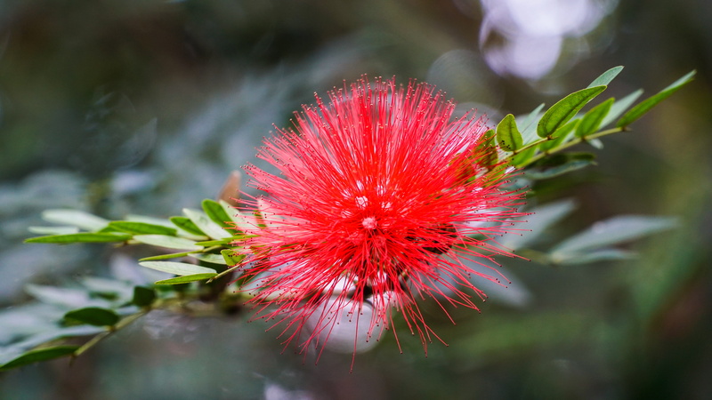 leaf, penda, red, pollen, flowering plant, acanthaceae, selective focus, bee, mimosa, geranium, anther, nature, petal, sprout, hibiscus, asteraceae, 5K