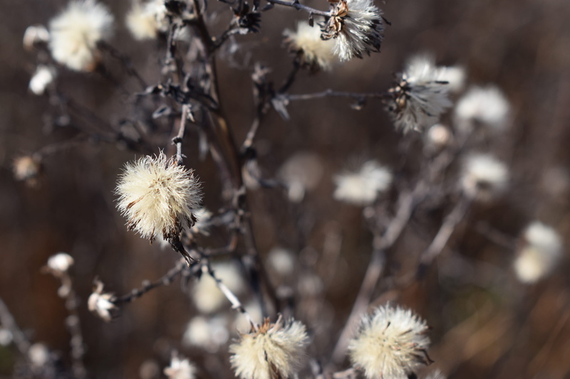 5K, blossom, thistle, pollen, photo, photography, beauty in nature, focus on foreground, dahlia, anemone, outdoors, cotton, growth, wilted plant, daisy
