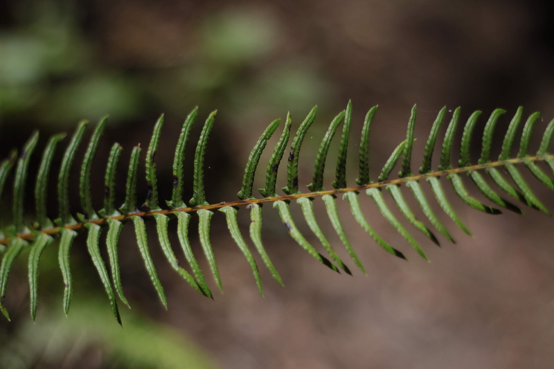 lupin, selective focus, pine, abies, conifer, animal, botany, twig, tree, bud, beauty in nature, day, leaf, plant part, growth, green color, flower, blossom