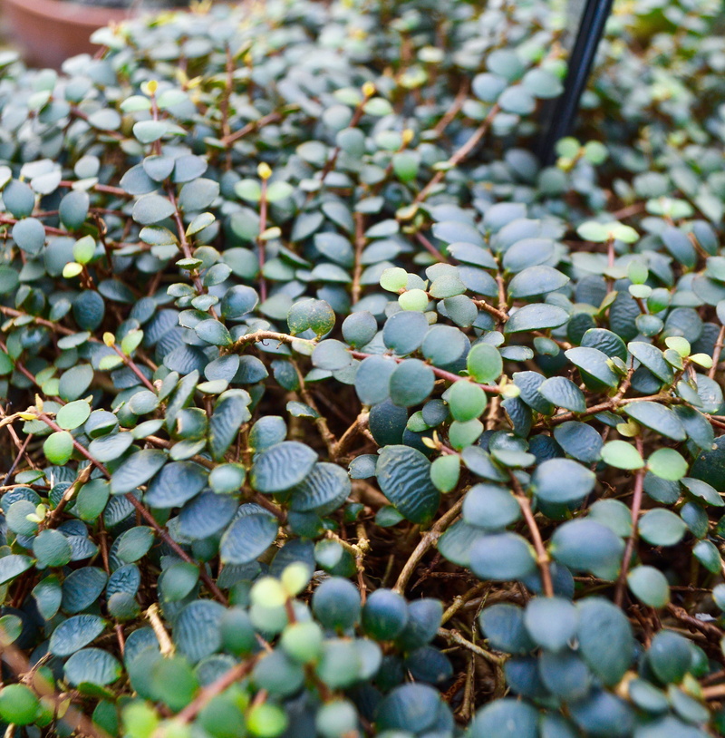 animals in the wild, frost, plant part, plant, close-up, selective focus, outdoors, bush, vegetation, sphere, mimosa, snow, fruit, growth, sprout, green color