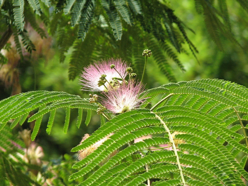 fragility, animal themes, flower, focus on foreground, green color, flower head, animal wildlife, vulnerability, Plant, Flower, Fern, plant part, fern