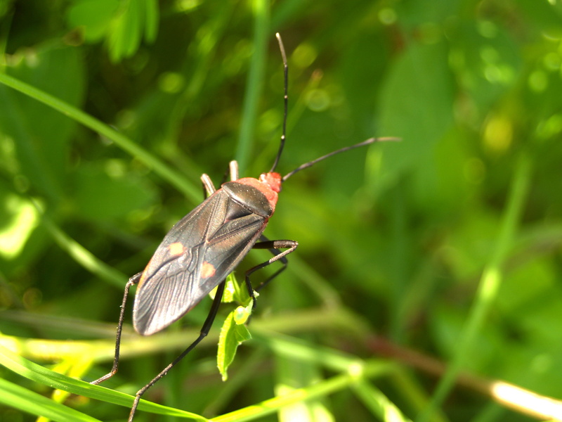 bug, pentatomoidea, focus on foreground, saproxylic, no people, small, one animal, invertebrate, tree, colorful, day, leafs, close-up, 2K, lucanidae, animals in the wild