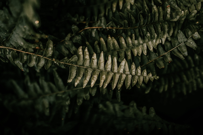 nature, branch, outdoors, fir, leaf, machine, fragility, green color, natural pattern, tree, mount prospect, growth, fern, spiral, abies, astragalus, beauty in nature