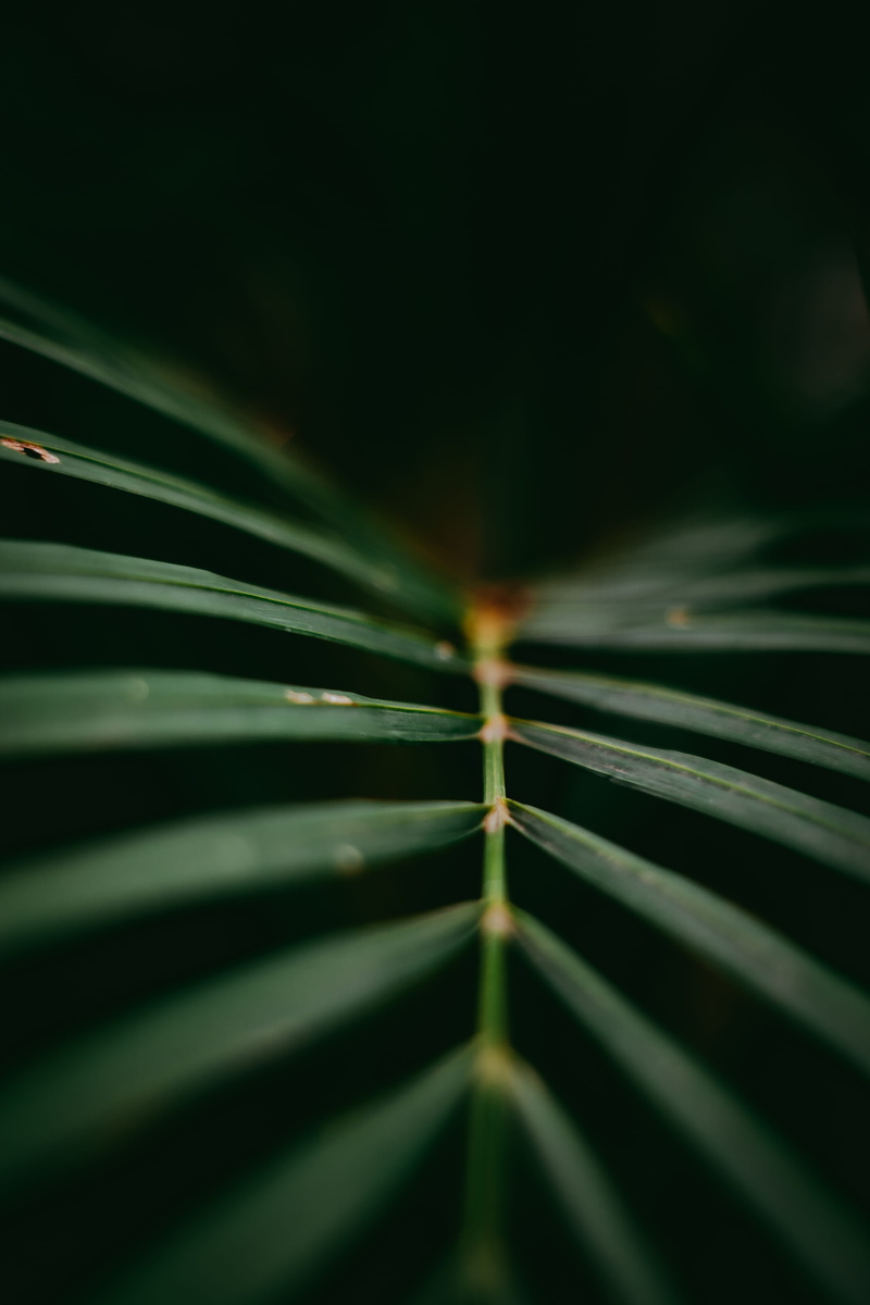 freshness, fir, outdoors, abies, 5K, palm leaf, bud, leaves, blade of grass, plant part, water, tranquility, plant, flower, sprout, tree, photography