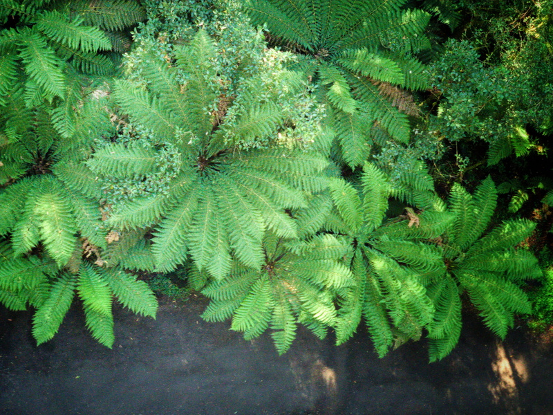 root, day, land, nature, leaves, sunlight, mimosa, plant, tranquility, growth, wyelangta, 2K, leaf, fence, no people, bush, outdoors, green, freshness