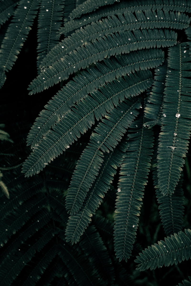 flower, acanthaceae, outdoors, green, cold, green color, 5K, fern, weed, calendar, beauty in nature, morning, leaf vein, mimosa, veins, day, plant part