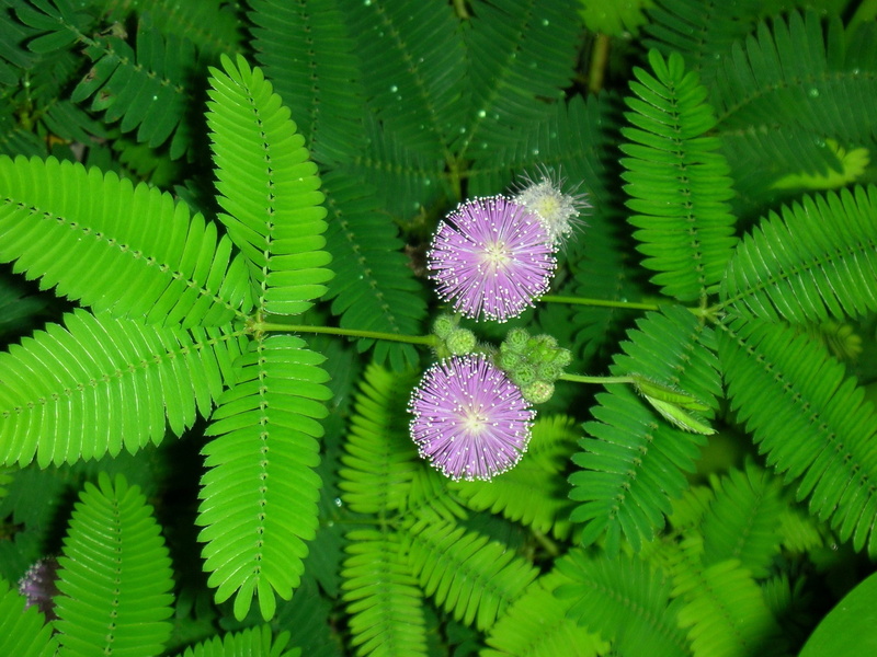 fragility, plant, purple, flower, day, blossomed, green color, bright, leaf, plant part, growth, freshness, focus on foreground, inflorescence, vulnerability