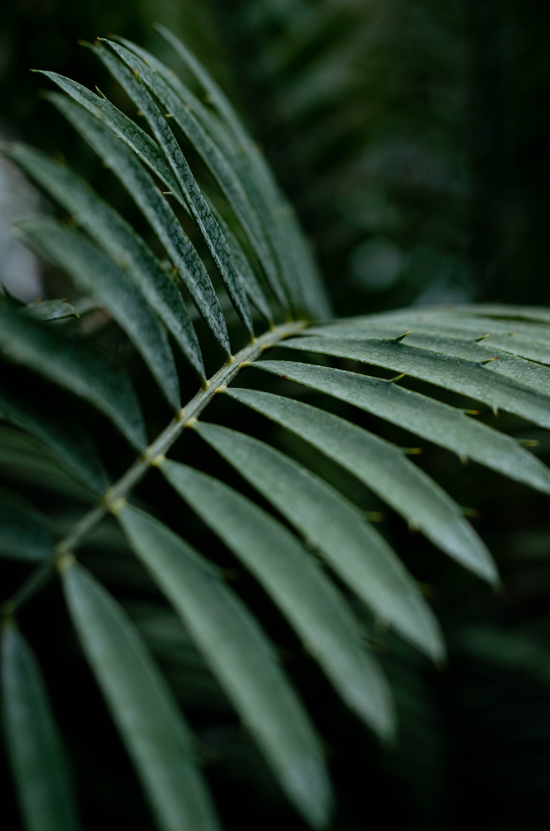 outdoors, blossom, close-up, botanique, leaf, mimosa, nature, plant part, selective focus, fern, jardin botanique, palm leaf, forest, plants, tropical climate