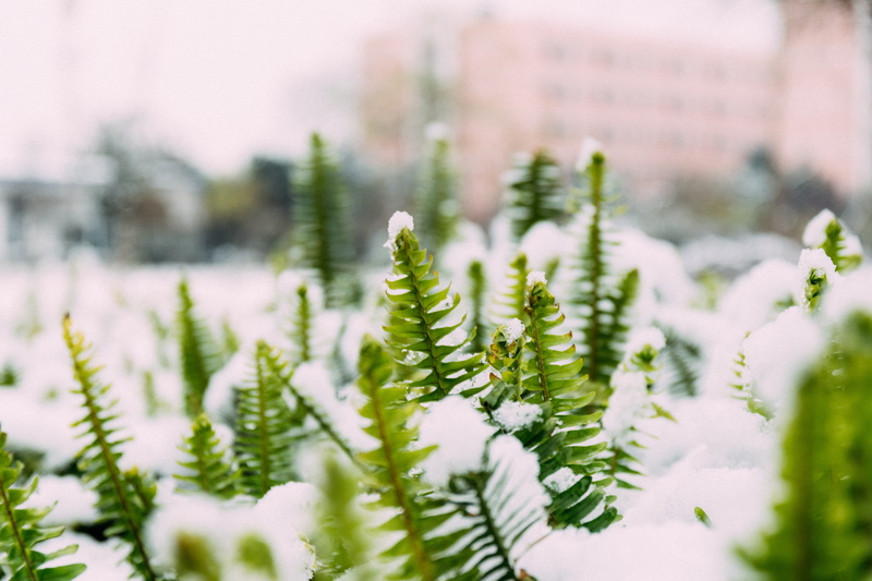 moss, tree, plant, planter, outdoors, nature, mimosa, pottery, potted plant, day, no people, green color, herbs, jar, leaf, covered, wood, snow, land, growth