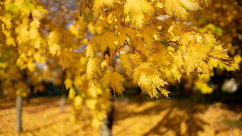 8K, outdoors, bush, yellow, tree, oak, day, nature, freshness, dirt road, mimosa, flowering plant, flower, plant part, flower head, autumn, road, close-up