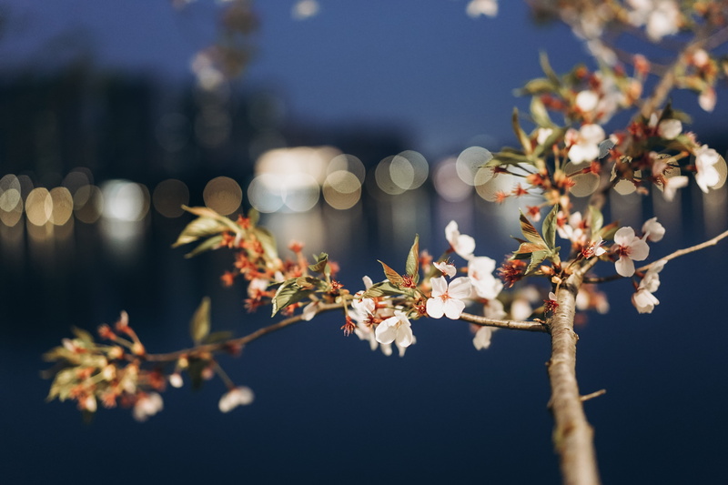 branch, outdoors, cherry blossom, petal, cherry tree, day, focus on foreground, plant, pollen, food, flower, sky, springtime, growth, flare, lake, mimosa