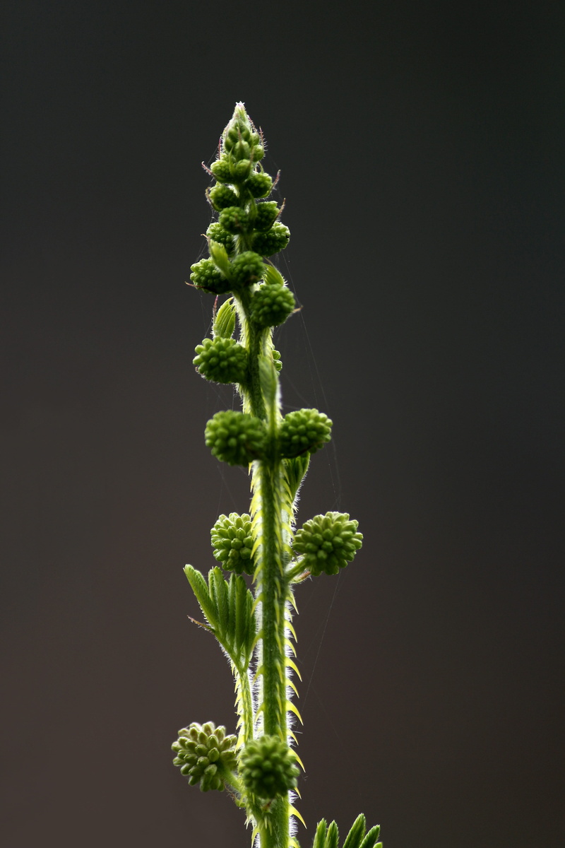 flower, grow, tropical, growth, raw food, food, indoors, leaf, mimosa, wellbeing, sensitive plant, dormilones, cut out, green color, bloom, 5K, natural