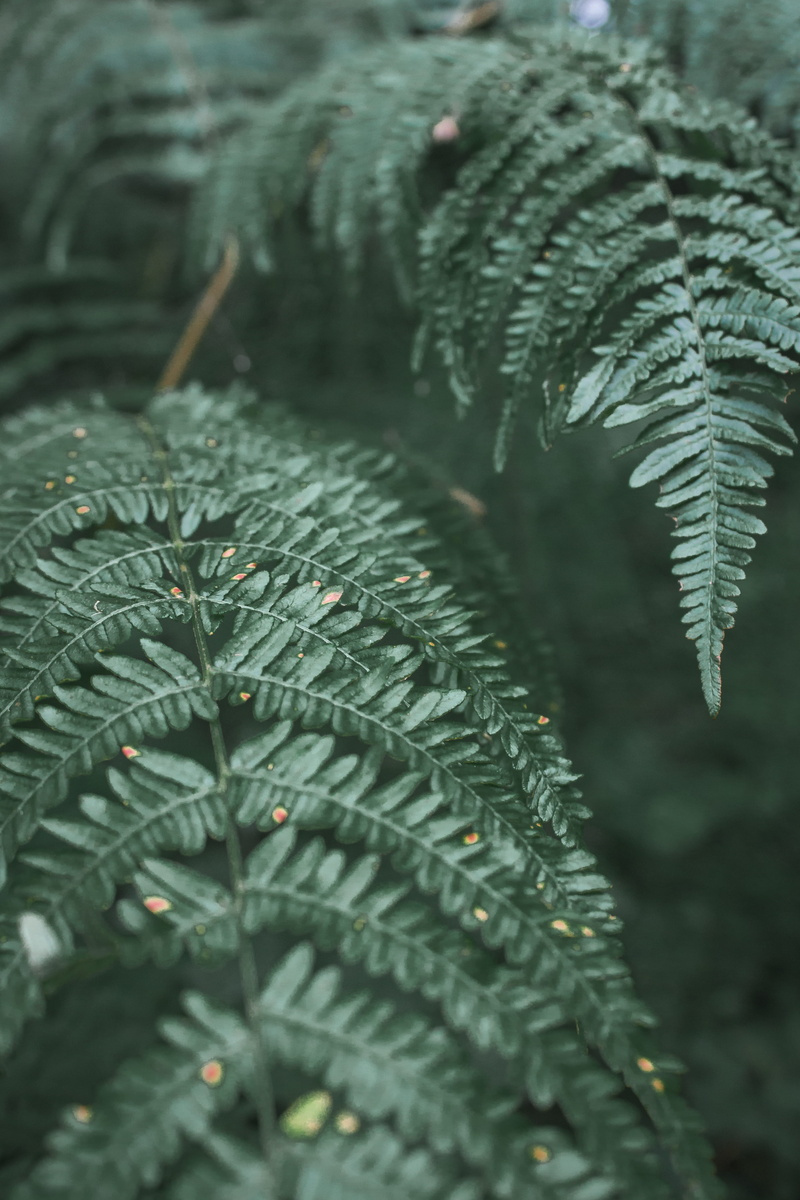 focus on foreground, croatia, 4K, pine tree, tranquility, droplet, abies, plant, leaves, outdoors, conifer, wet, selective focus, pollen, beauty in nature
