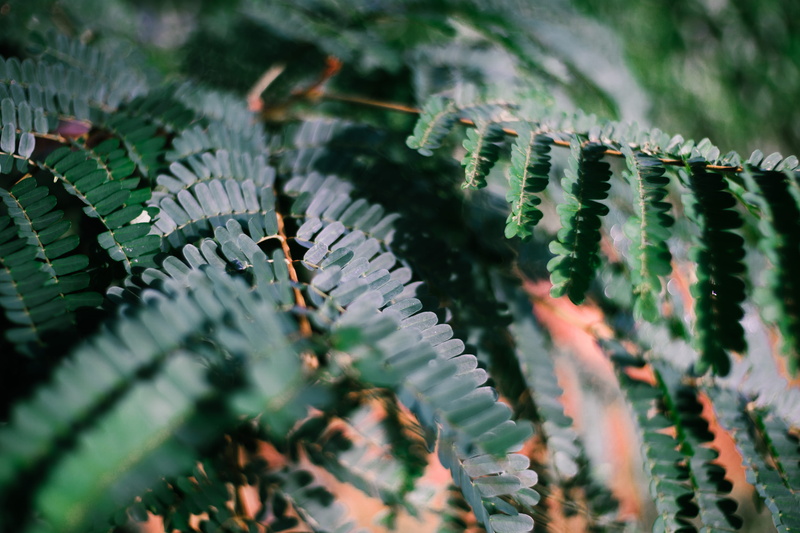 spiked, selective focus, mimosa, flower, full frame, growth, close, fern, abies, 5K, spider web, tranquility, park bench, geranium, plant part, astragalus