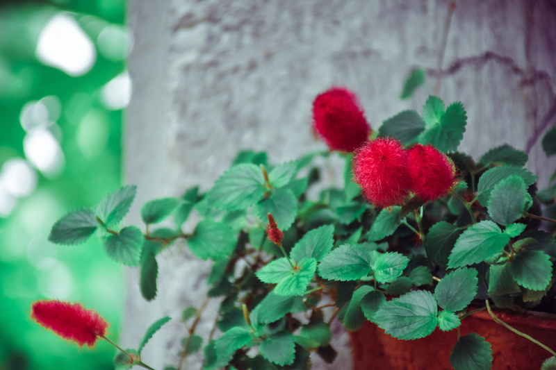 mimosa, fragility, no people, pottery, growth, rose, leaf, day, green, nature, vulnerability, outdoors, red flowers, selective focus, vegetation, jar, geranium