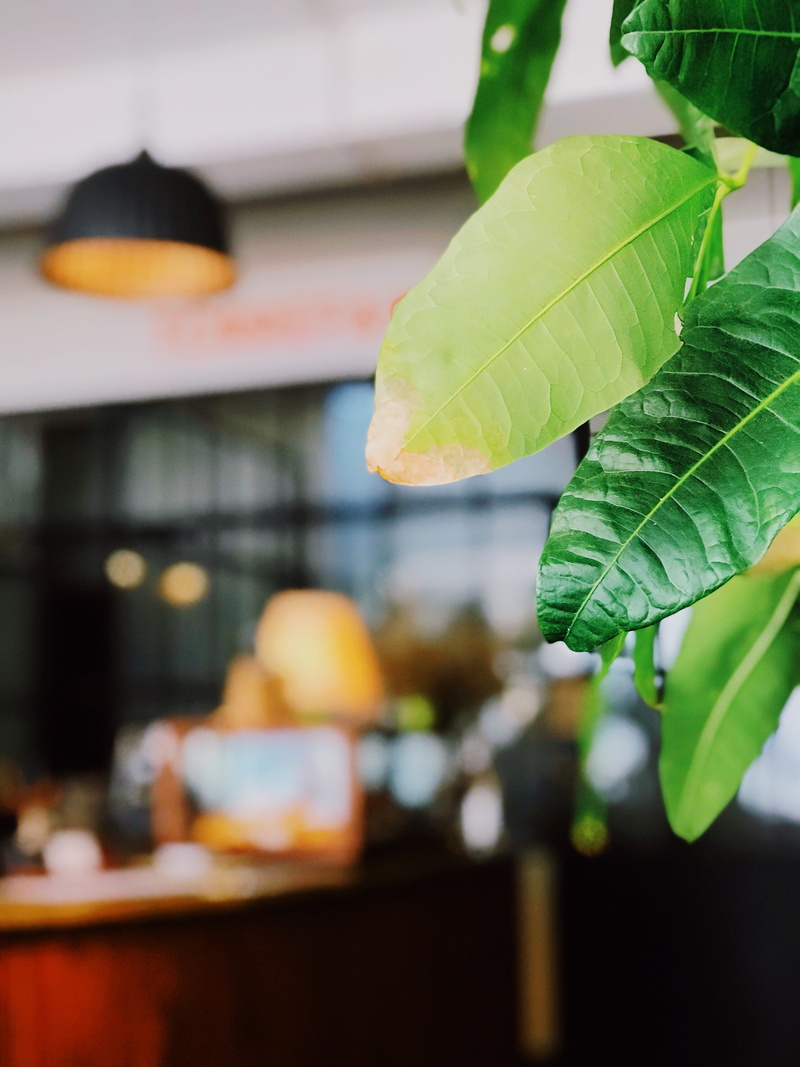 architecture, flower, fruit, selective focus, mimosa, drink, jar, veins, built structure, focus on foreground, planter, cherry, alcohol, day, outdoors