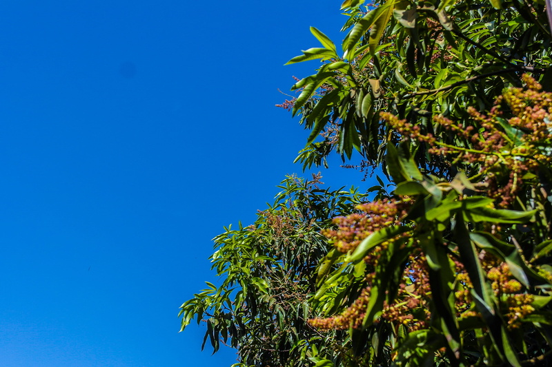 day, sky, food, nature, 2K, produce, jar, no people, planter, flower, cherry, green color, healthy eating, fruit, low angle view, mimosa, tree, tropical