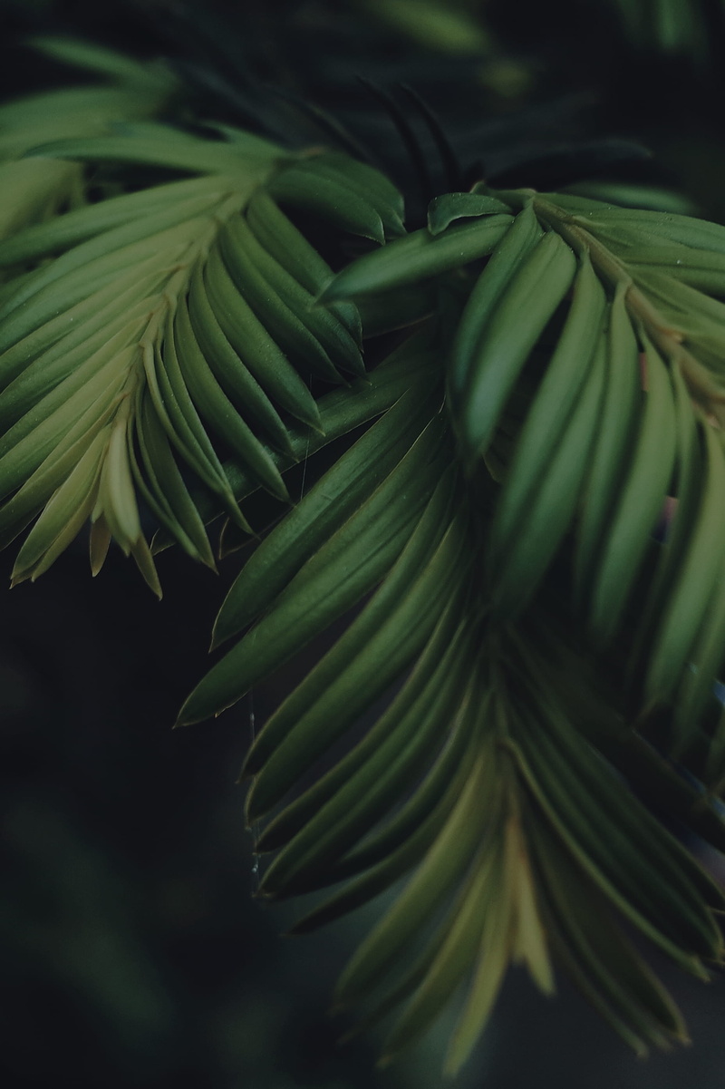 green, nature, land, leaves, beauty in nature, vegetation, larch, 2K, plant part, plants, outdoors, pine tree, abies, focus on foreground, rainforest