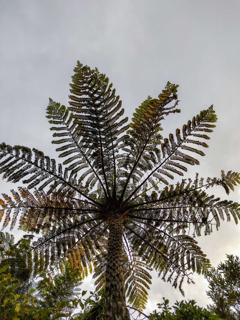 tree, coniferous tree, sky, trunk, nature, tree trunk, tropical tree, palm leaf, arecaceae, tranquility, outdoors, conifer, bush, mimosa, flare, green