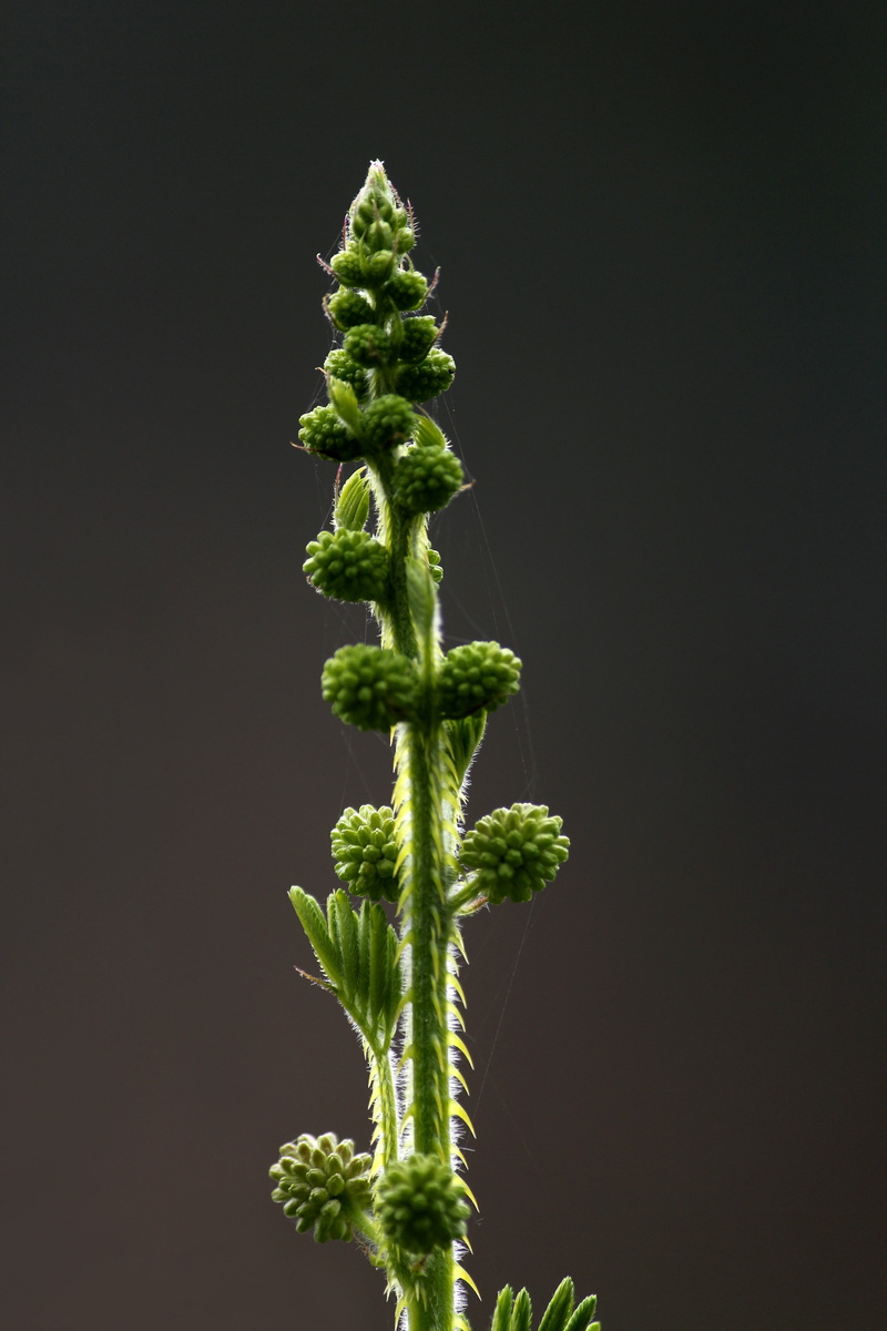 outdoor, bloom, sensitive, organic, no people, mimosa, sleepy plant, pudica, healthy eating, food, blooming, vegetarian food, green color, close-up, cut out