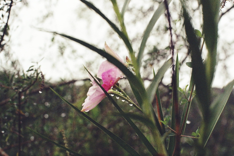plant, plant part, petaled, hornet, fragility, flower, beauty in nature, carnation, close-up, bud, bird, grass, flax, growth, focus on foreground, vulnerability