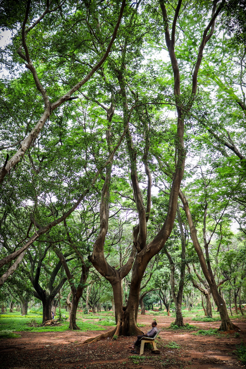 growth, outdoors, bench, trunk, land, nature, seat, bengaluru, no people, green color, india, tranquility, park, environment, tree trunk, 5K, tranquil scene