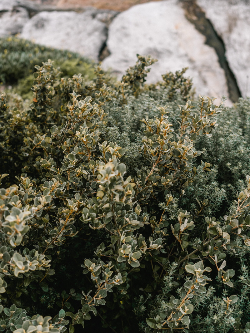bush, outdoors, flower, conifer, vegetation, tranquility, petal, day, 5K, bud, fragility, selective focus, astragalus, apiaceae, growth, no people, vulnerability