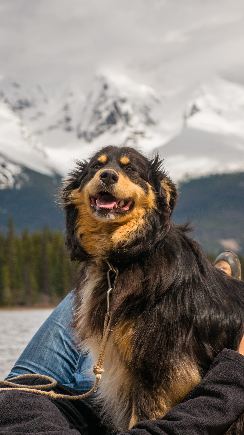 one person, real people, focus on foreground, potrait, domestic, canada, day, nature, outdoors, pet owner, vertebrate, sea, mountain, mountain range, sitting