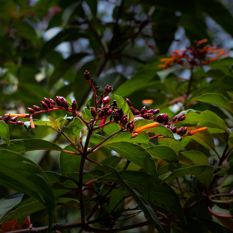 cherry, bud, red, healthy eating, lavender, food, orange, flower, acanthaceae, animal, mimosa, sprout, focus on foreground, bird, berry fruit, 2K, food and drink