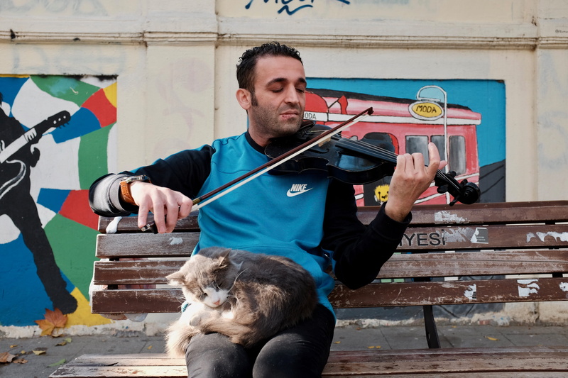 one animal, pet owner, violin, Turkey, domestic, young adult, classicalmusic, day, music, vertebrate, 4K, Potrait, pets, holding, sitting, casual clothing