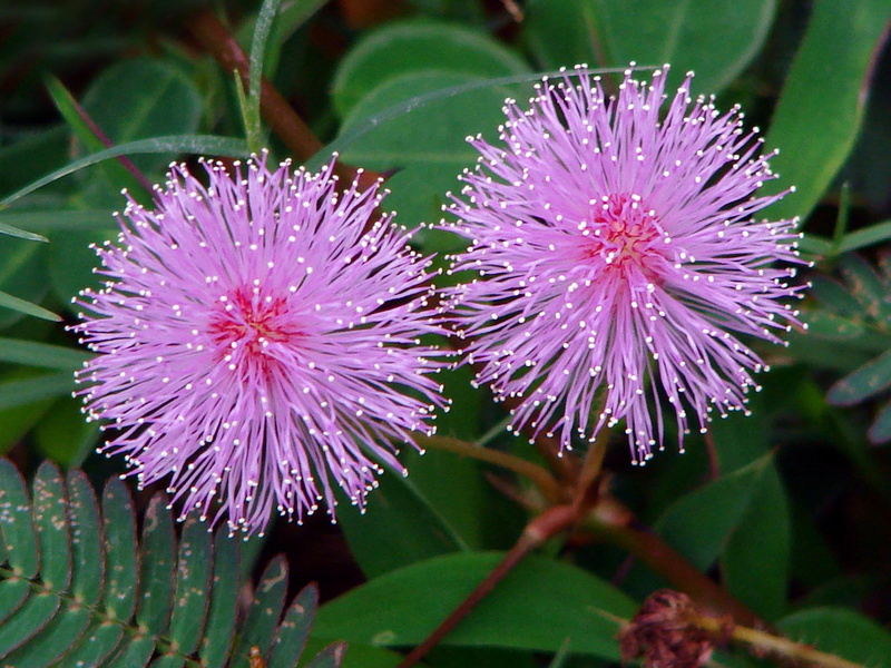 pudica, Mimosa pudica, focus, summer, Dharga Town, purple, plant, flowers, photography, two, selective, Touch-me-not, flower, 1080P, selective focus, mimosa