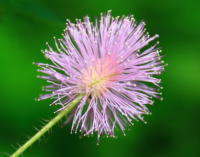 canon eos, nature, macro, soft focus, kerala, touch me not, plant, photography, 720P, flower, focus, india, flora, soft, kanhangad, purple, close-up, pink