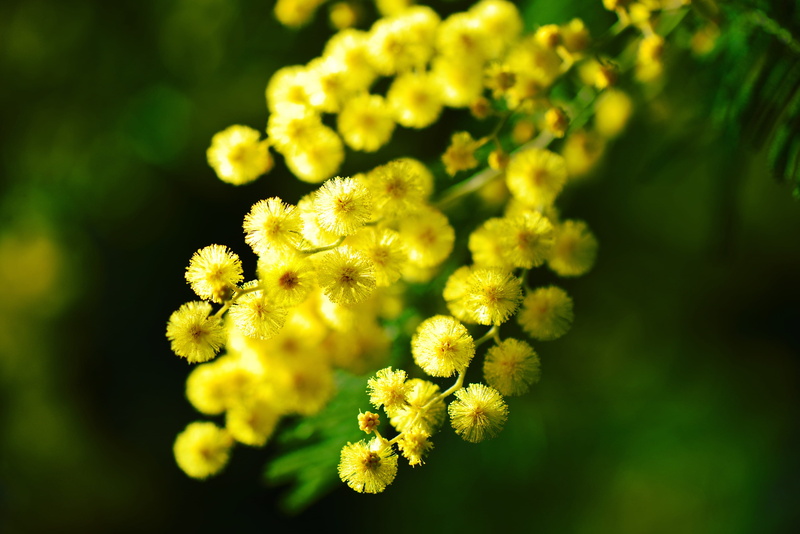 selective focus, freshness, côte dazur, flower head, green color, focus on foreground, flowers, petal, outdoors, no people, plant, growth, close-up, day