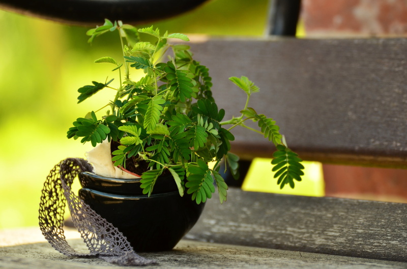 4K, no people, houseplant, wood - material, nature, day, herb, mimosa, table, sunlight, bank, plant part, container, leaf, focus on foreground, growth