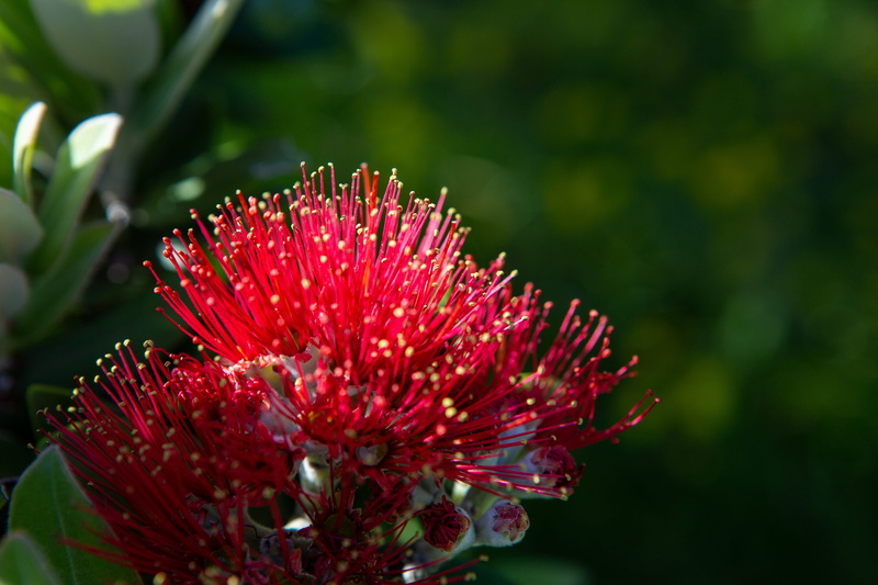 fragility, vulnerability, red, apidae, acanthaceae, freshness, no people, wasp, outdoors, selective focus, bud, new zealand, animal, beauty in nature, hornet