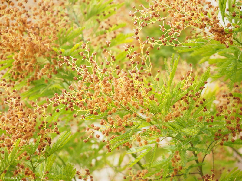 ornamental, legume, field, flowering plant, growth, plant part, nature, beauty in nature, fabaceae, land, 4K, acacia, plant, selective focus, faded, seeds