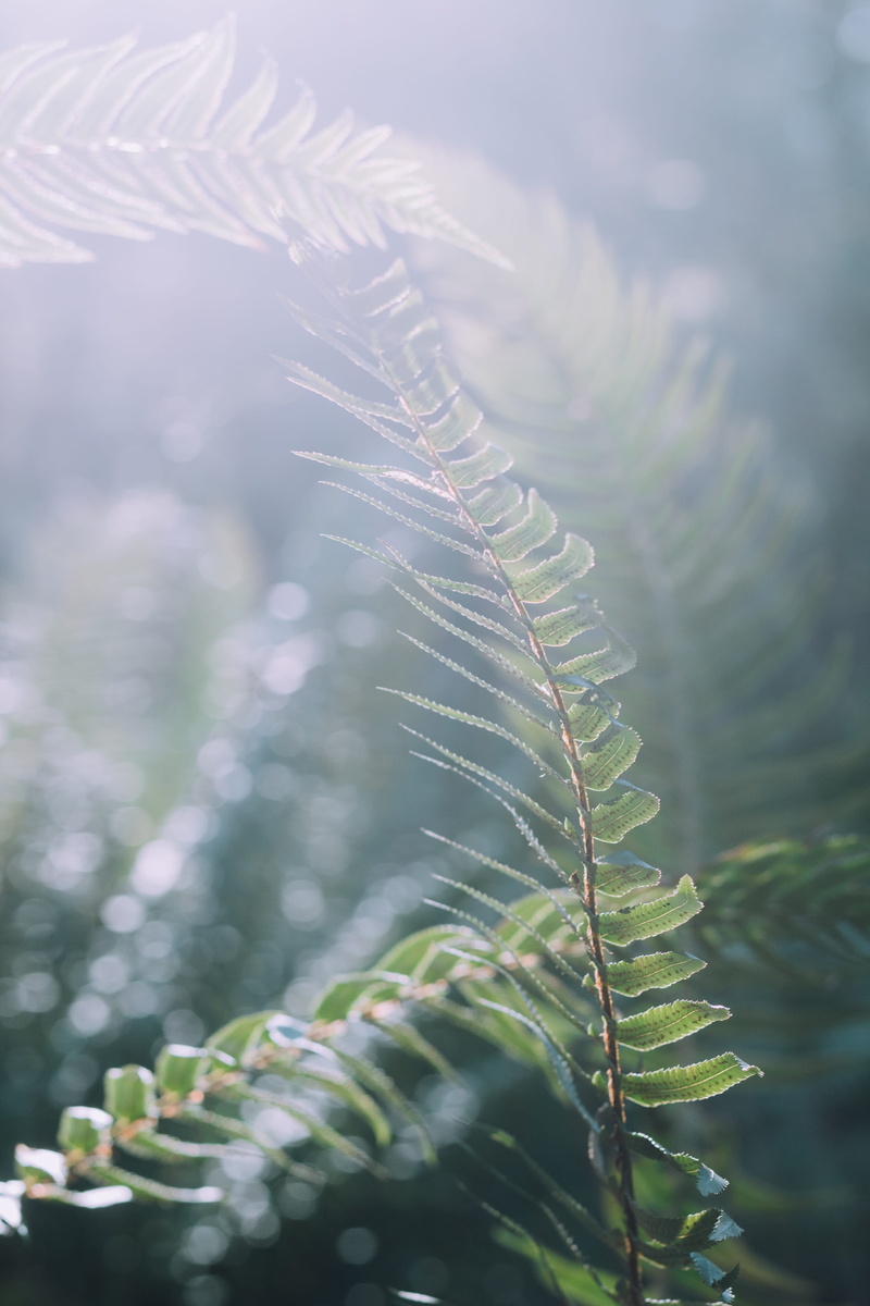 selective focus, 4K, vulnerability, droplet, outdoors, green, light, plants, tree, oregon, flare, forest, sunlight, dream, no people, plant, leaves, plant part