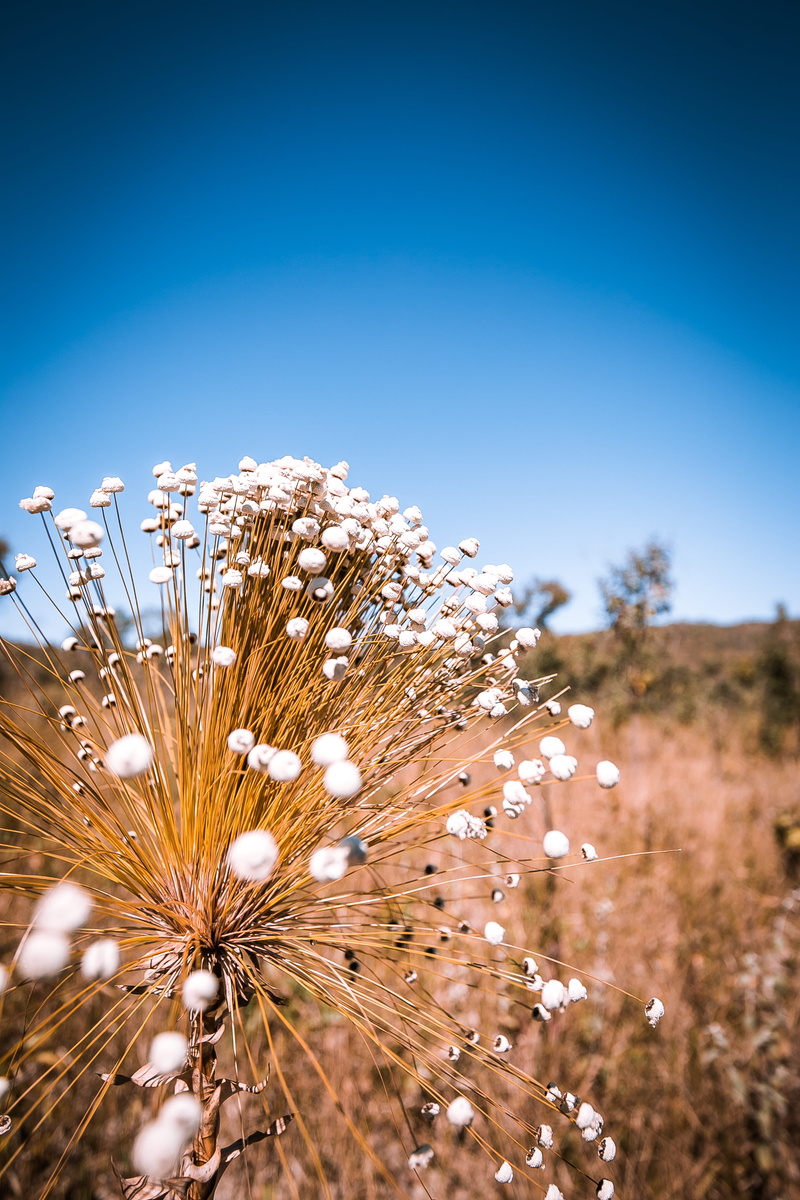 bush, 4K, blossom, countryside, plant, vegetation, nature, cerrado, grass, freshness, beauty in nature, day, focus on foreground, sky, tree, vulnerability