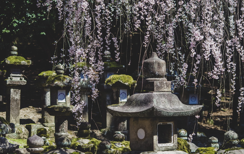 gray, tree, flagstone, flower, architecture, cherry blossom, outdoors, blossom, decors, 4K, day, petal, shrine, grass, slate, arbour, vine, religion, worship