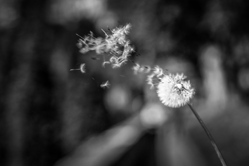 flower head, pollen, dandelion seed, blow away, vulnerability, softness, day, explosion, focus on foreground, springtime, close-up, outdoors, geranium