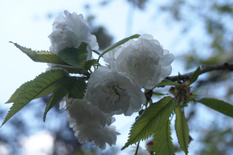 mimosa, poppy, leaf, nature, flower, light, acanthaceae, beauty in nature, day, petal, focus on foreground, plant, hibiscus, rose, white color, bud, peony
