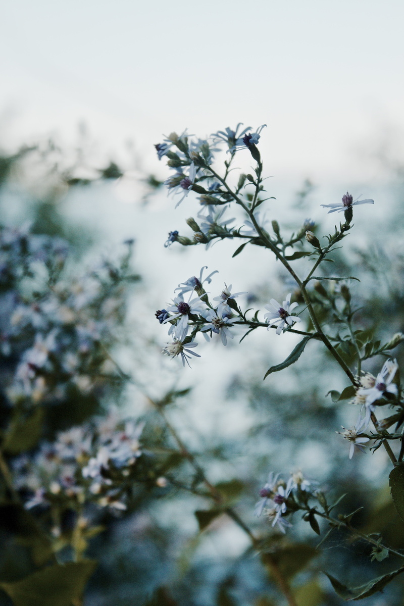 blossom, branch, flare, acanthaceae, freshness, white color, bird, vulnerability, beauty in nature, animal, geranium, tree, low angle view, tranquility