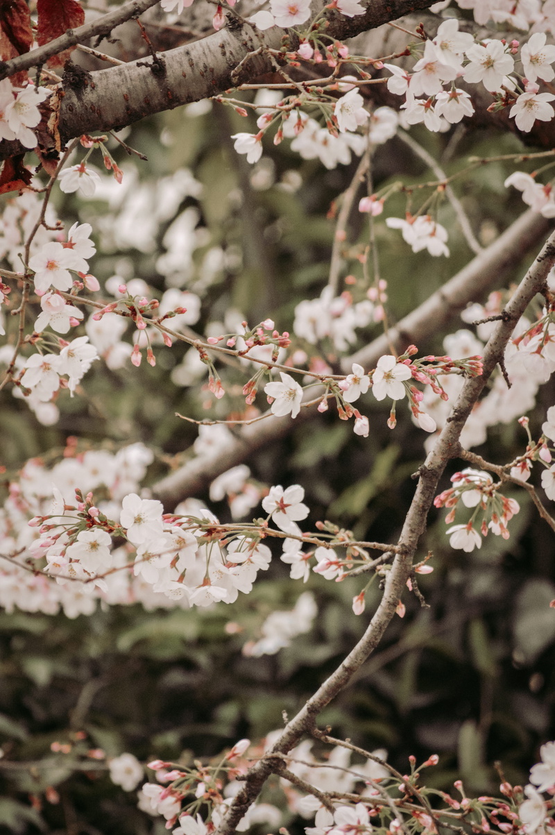 musical instrument, day, bird, glasses, nature, beauty in nature, branch, mimosa, accessories, musician, pollen, fragility, white, flowers, accessory, cherry tree