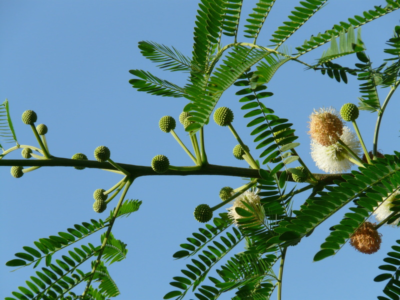 clear sky, food and drink, legume in the fabaceae, 2K, fragrant, hedge plant, mimosa plant, bloom, leaf, acacia karroo, velvety, blue, ball, beauty in nature