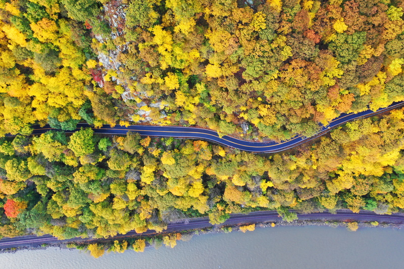 aerial, conifer, vegetation, leaf, scenics - nature, flora, cornwall-on-hudson, plant part, mimosa, autumn, bush, yellow, natural condition, tranquility