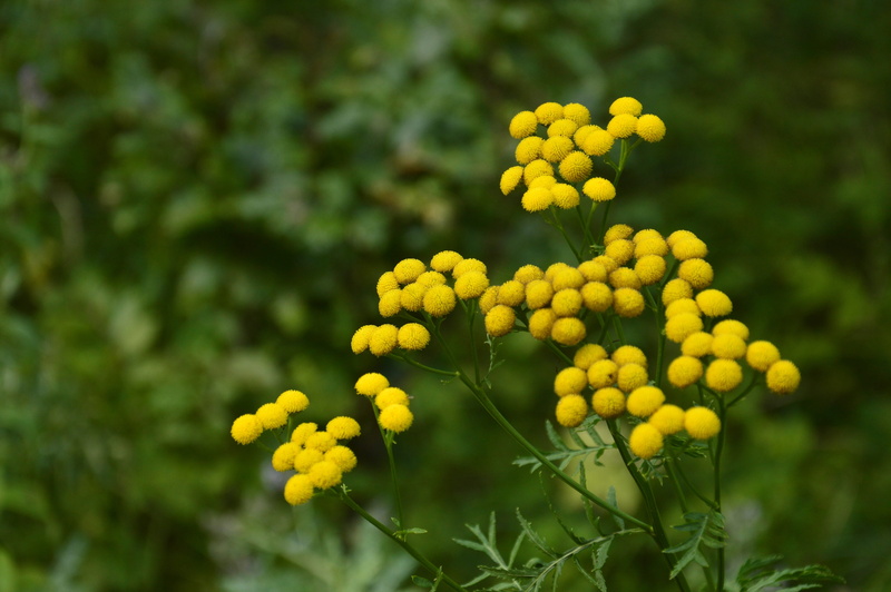 mimosa, close-up, Flower, Plant, beauty In Nature, yellow, fragility, selective focus, springtime, outdoors, plants, focus on foreground, a garden plant